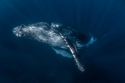 Full-Day Whale Watching Snorkeling And Swimming At Coral Bay - Tourism Brisbane 7