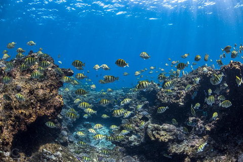 Full-Day Whale Watching Snorkeling And Swimming At Coral Bay - Tourism Brisbane 1