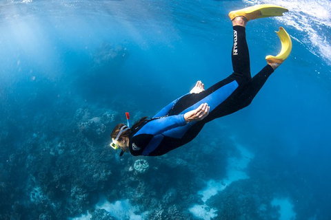 Full-Day Whale Watching Snorkeling And Swimming At Coral Bay - Tourism Brisbane 2