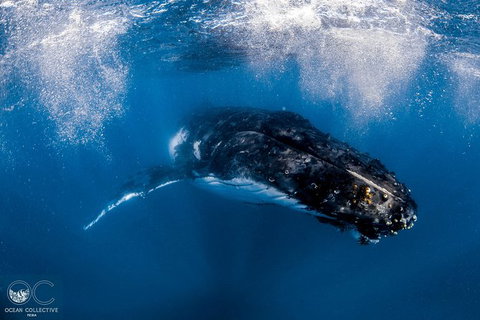 Full-Day Whale Watching Snorkeling And Swimming At Coral Bay - Tourism Brisbane 4