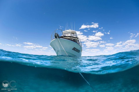 Full-Day Whale Watching Snorkeling And Swimming At Coral Bay - Tourism Brisbane 3