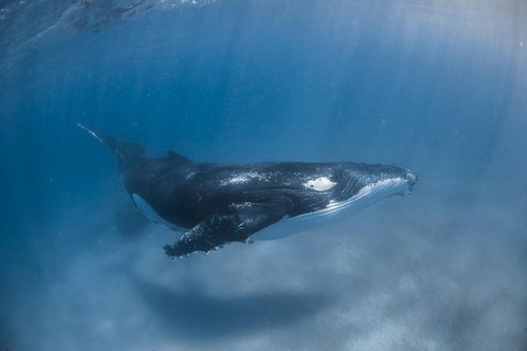 Full-Day Whale Watching Snorkeling And Swimming At Coral Bay - Tourism Brisbane 5