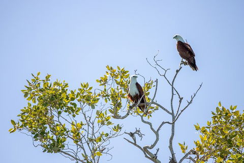 Scenic And Prehistoric Boat Tour - Brisbane Tourism 6