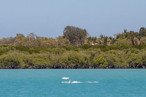 Scenic And Prehistoric Boat Tour - Brisbane Tourism 3