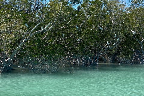 Scenic And Prehistoric Boat Tour - Brisbane Tourism 7