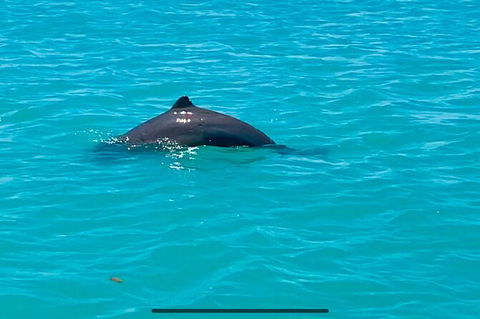 Scenic And Prehistoric Boat Tour - Brisbane Tourism 23