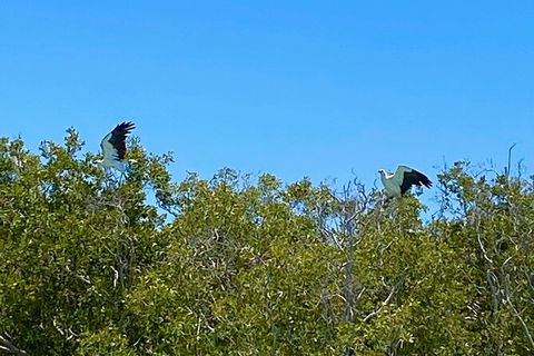 Scenic And Prehistoric Boat Tour - Brisbane Tourism 1