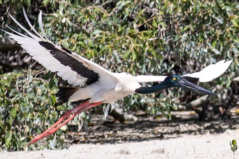 Scenic And Prehistoric Boat Tour - Brisbane Tourism 13