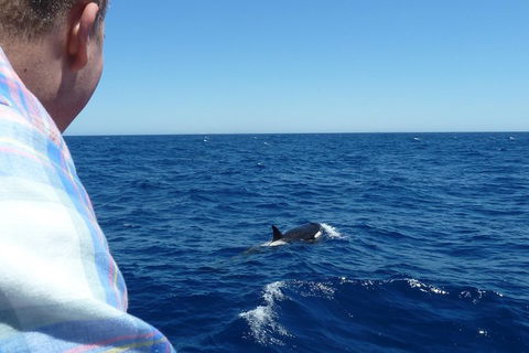 Full-Day Killer Whale Expedition From Albany - Brisbane Tourism 1
