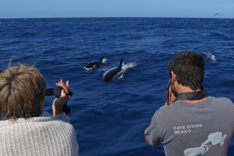Full-Day Killer Whale Expedition From Albany - Brisbane Tourism 2