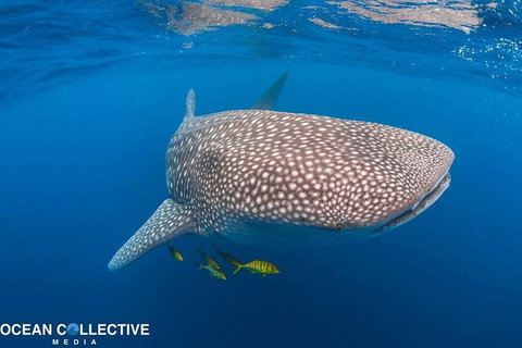 Whale Shark Adventure Tour - Brisbane Tourism 11