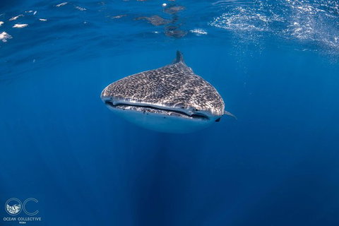 Whale Shark Adventure Tour - Brisbane Tourism 1