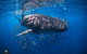 Whale Shark Adventure Tour - thumb 2