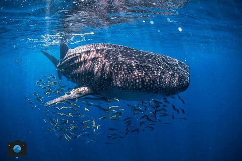 Whale Shark Adventure Tour - Brisbane Tourism 2