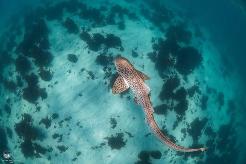 Whale Shark Adventure Tour - Brisbane Tourism 3