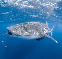 Whale Shark Adventure Tour - Tourism Brisbane