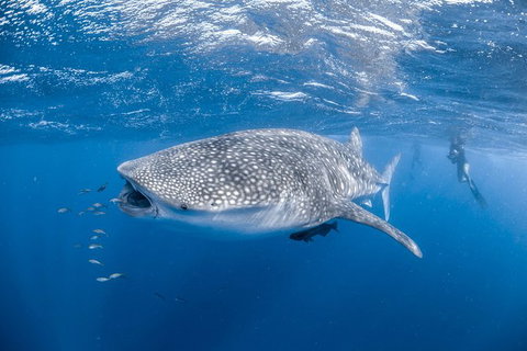 Whale Shark Adventure Tour - Brisbane Tourism 0
