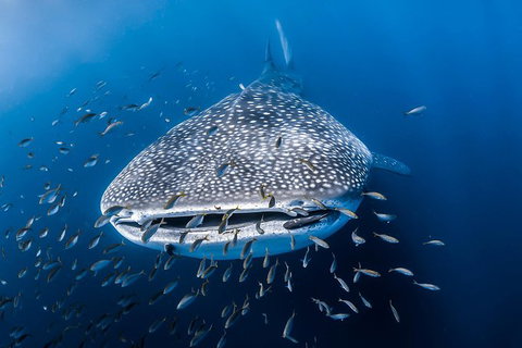 Whale Shark Adventure Tour - Brisbane Tourism 8