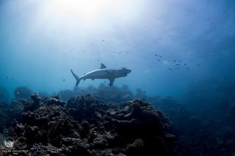 Whale Shark Adventure Tour - Brisbane Tourism 6