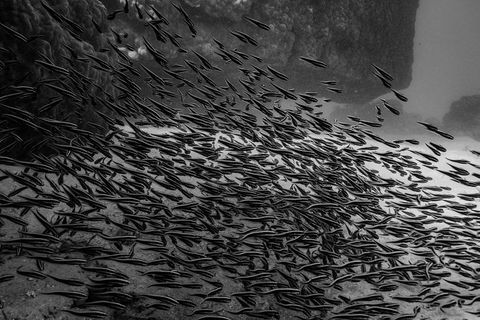 Ningaloo Immersion Private Charter - Brisbane Tourism 5