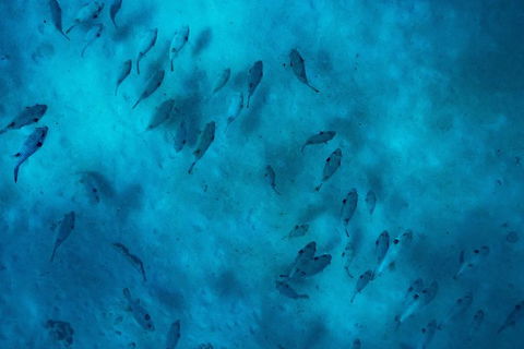 Ningaloo Immersion Private Charter - Brisbane Tourism 2