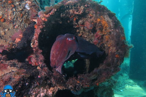 PADI Open Water Course - Tourism Brisbane 1