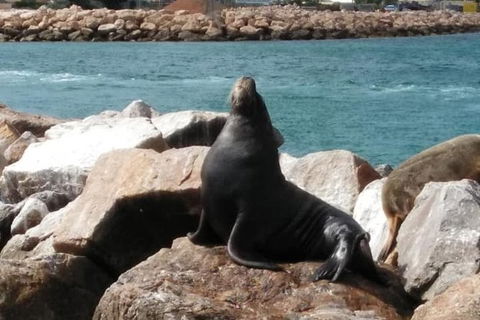 Lobster Fishing Tour At Geraldton - Tourism Brisbane 3