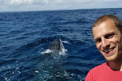 Whale Watching Boat Tour In Geraldton - Tourism Brisbane 2