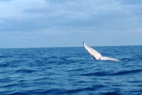 Whale Watching Boat Tour In Geraldton - Tourism Brisbane 0