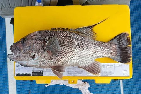 Abrolhos Islands Fishing Charter - Tourism Brisbane 2