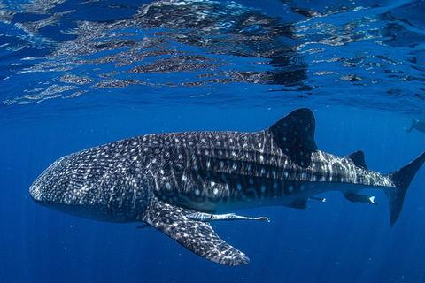 Full-Day Whale Sharks Swimming Experience On Ningaloo Reef - Brisbane Tourism 10