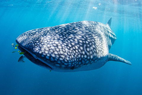 Full-Day Whale Sharks Swimming Experience On Ningaloo Reef - Brisbane Tourism 9