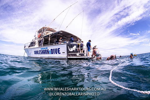 Full-Day Whale Sharks Swimming Experience On Ningaloo Reef - Brisbane Tourism 13