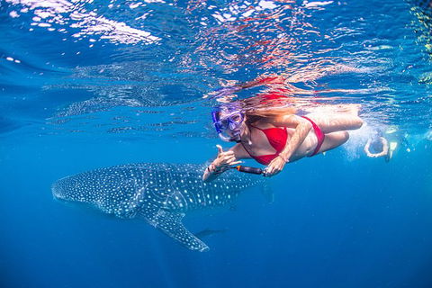 Full-Day Whale Sharks Swimming Experience On Ningaloo Reef - Brisbane Tourism 0