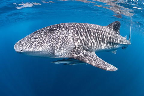 Full-Day Whale Sharks Swimming Experience On Ningaloo Reef - Brisbane Tourism 14