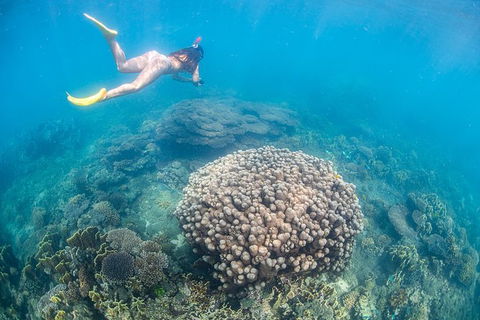 Full-Day Whale Sharks Swimming Experience On Ningaloo Reef - Brisbane Tourism 6