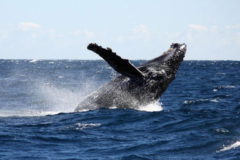 Full-Day Whale Sharks Swimming Experience On Ningaloo Reef - Brisbane Tourism 8