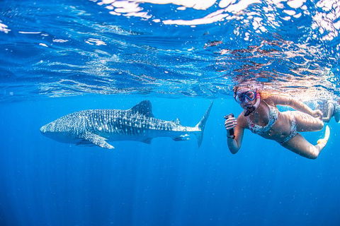 Full-Day Whale Sharks Swimming Experience On Ningaloo Reef - Brisbane Tourism 17