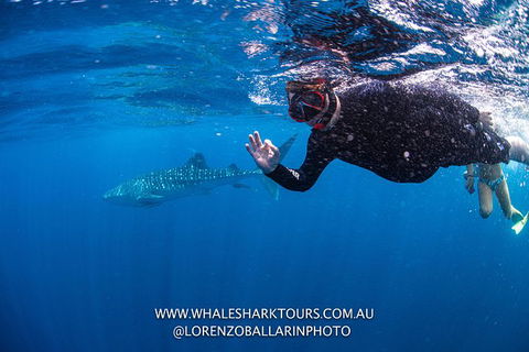 Full-Day Whale Sharks Swimming Experience On Ningaloo Reef - Brisbane Tourism 2
