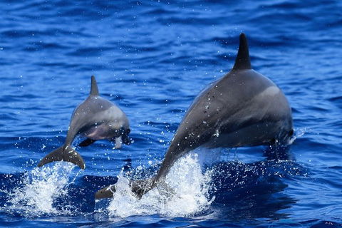 Full-Day Whale Sharks Swimming Experience On Ningaloo Reef - Brisbane Tourism 3