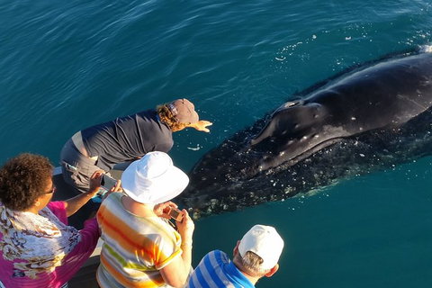 AOC Broome Whale Watching - Tourism Brisbane 0