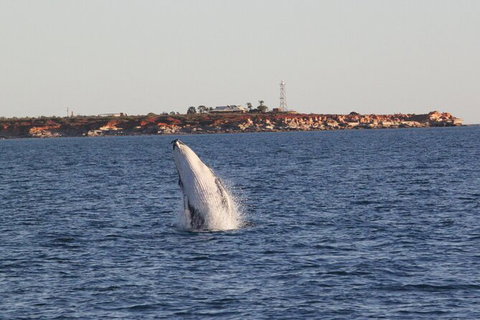 AOC Broome Whale Watching - Tourism Brisbane 2