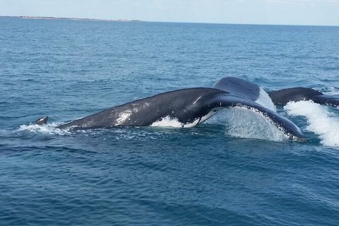 AOC Broome Whale Watching - Tourism Brisbane 1