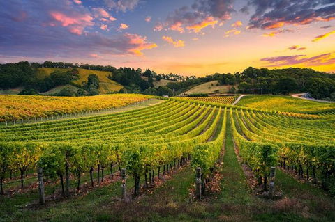 Swan Valley Sunset Wine Tour - Premium Small Group Tour - Brisbane Tourism 0