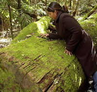 Washpool National Park - Washpool Walk - Brisbane Tourism
