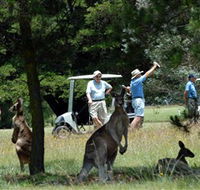 Glen Innes Golf Club - Brisbane Tourism