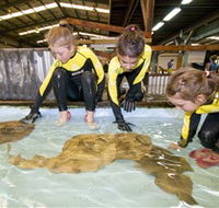 Australian Shark and Ray Centre - Tourism Brisbane