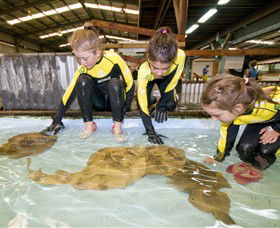 Australian Shark And Ray Centre - Tourism Brisbane 0