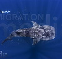 Migration Media - Brisbane Tourism