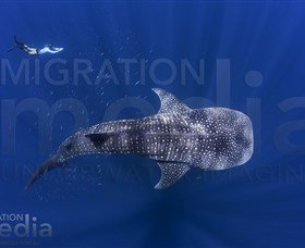 Migration Media - Tourism Brisbane 0